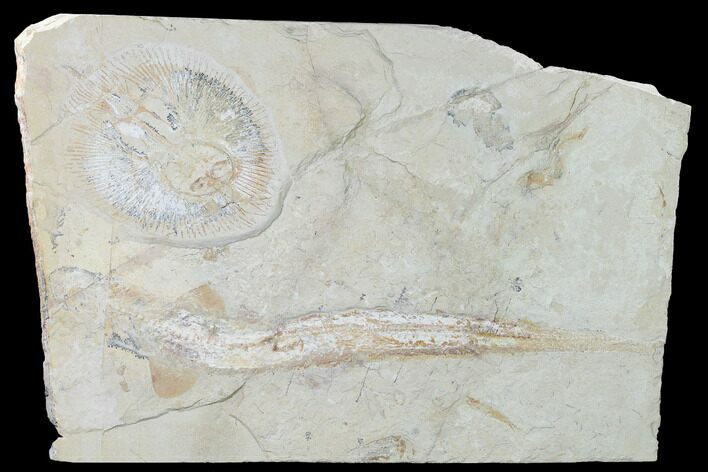 Cretaceous Shark, Ray, Fish & Shrimp Association - Lebanon #88989